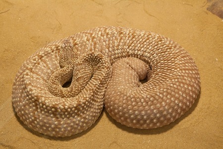 A mojave green rattlesnake found in the Mojave desert