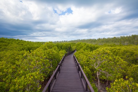 walkway through the treetops in a rain forestの写真素材
