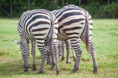 Two zebras was eating grass on greenの写真素材