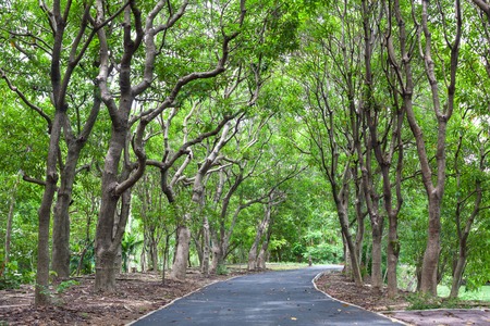 Beautiful wayside footpath trees in the parkの写真素材