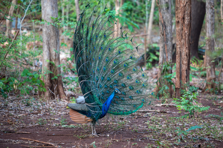 Peacock. Close up of peacock showing its beautiful feathersの写真素材