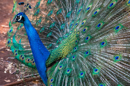 Peacock. Close up of peacock showing its beautiful feathersの写真素材