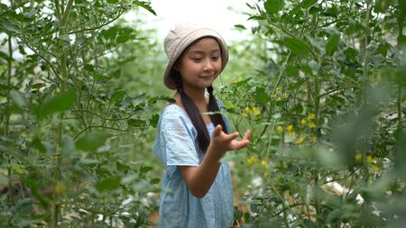 Cute little asian girl having fun at hydro farmの写真素材
