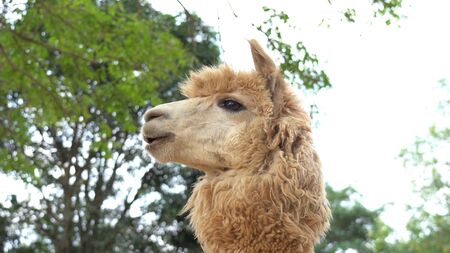 Alpaca chewing glass, feeding alpacas, alpaca funny faceの写真素材