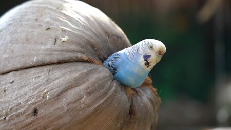 beautiful green parrot lovebird sittingの写真素材