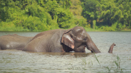 Family elephants enjoin take shower and playing in the jungle in Thailandの写真素材