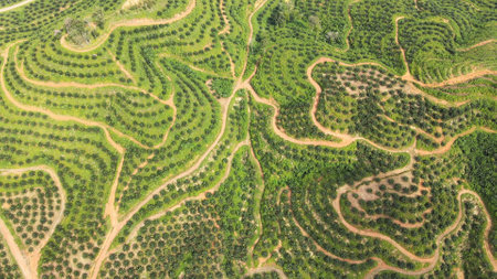 Aerial view of oil palm tree plantation field in Thailand