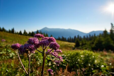 Field of flowers in front of mountainsの写真素材