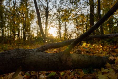 Autumn in the parkの写真素材
