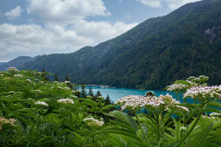 Plants with insects lake Weissensee Austriaの写真素材