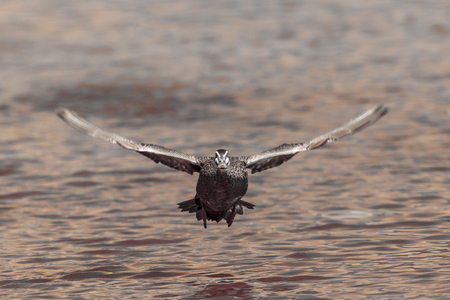 Pacific Black Duck flying over a lake.の写真素材