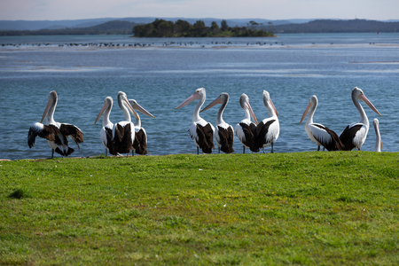 Pelicans near an ocean inlet.の写真素材
