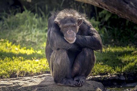Chimpanzee hanging out in the sunshine.の写真素材