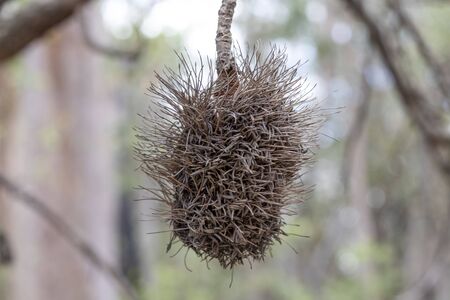 Dead Bottle Brush plant in the Australian outback