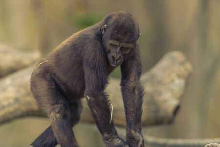 Gorilla in the sunshine.の写真素材