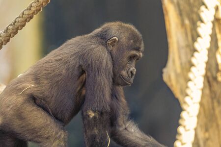 Gorilla in the sunshine.