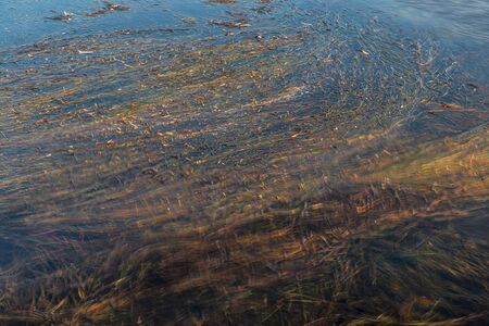 Colourful Seaweed in tidal lake at sunset.