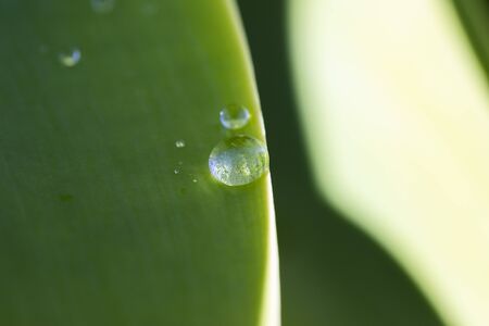 Water drops on a green leaf in a garden