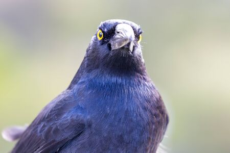 Black Bird standing on a table in a community park.