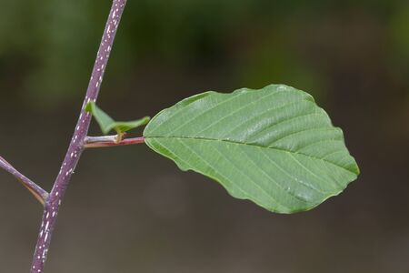A green leaf  in the garden