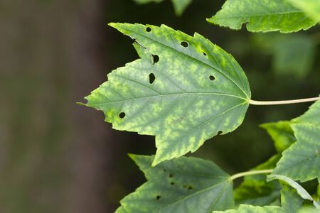 A green leaf  in the gardenの写真素材
