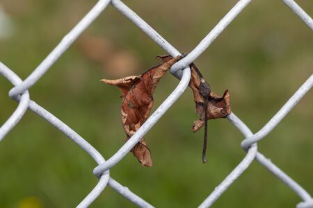 An orange dead leaf in Autumnの写真素材