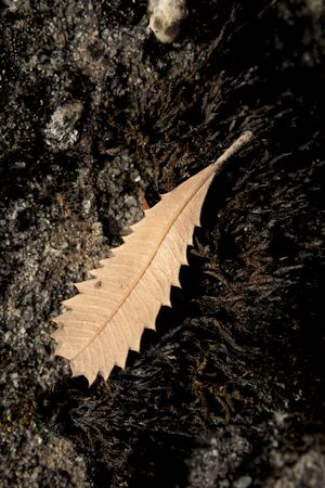 An orange dead leaf lying on brown rock