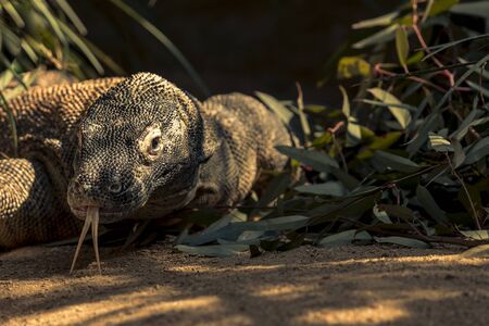 Komodo Dragon getting some time in the sunshine.