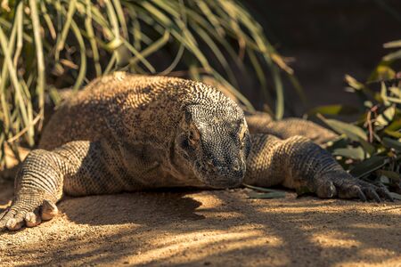 Komodo Dragon getting some time in the sunshine.の写真素材