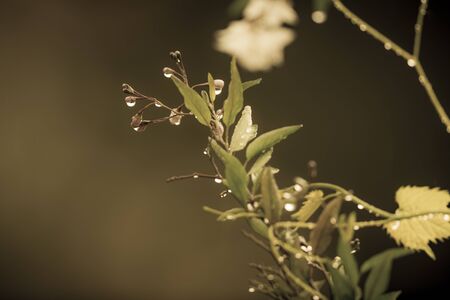 Rain drops on a plant with green leaves in a domestic garden.
