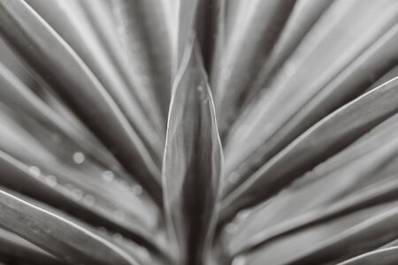 Rain drops on a Yucca plant in a domestic garden.