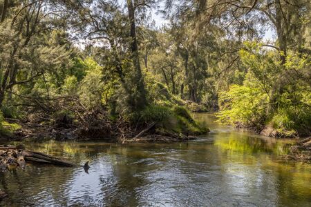A creek running through a forest of green trees in the sunshine.の写真素材