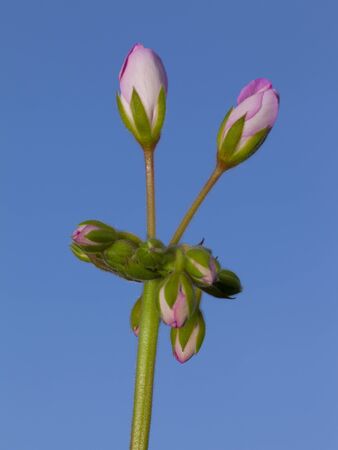 Pink flower buds about to blossom on a long stem with leaves.の写真素材