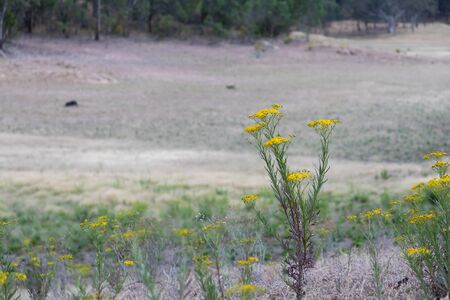 Yellow wild flowers in bushland in rural Australia near a creekの写真素材