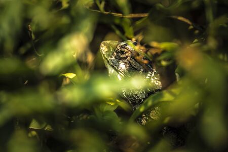 A grey lizard hiding amongst green leaves and looking out via a small gapの写真素材