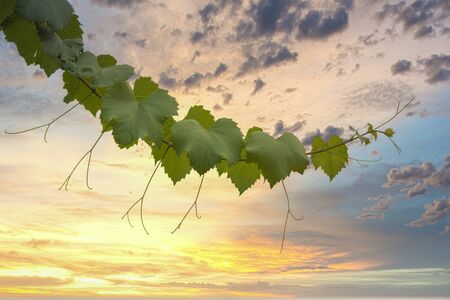 Ornamental grapevine branch in front of a vibrant sunset backgroundの写真素材