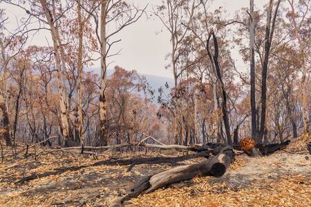 Bushfire burnt gum trees in The Blue Mountains in Australiaの写真素材