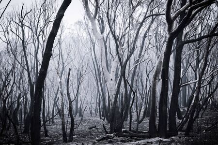 Bushfire burnt gum trees in The Blue Mountains in Australiaの写真素材