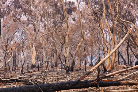 Bushfire burnt gum trees in The Blue Mountains in Australiaの写真素材