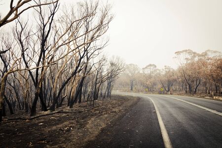 Bushfire burnt gum trees in The Blue Mountains in Australiaの写真素材
