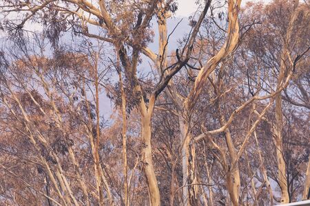 Gum trees affected by bushfire in The Blue Mountains in Australia