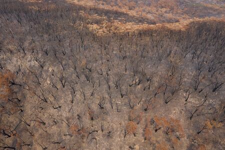 Aerial view of severely burnt Eucalyptus trees after a bushfire in The Blue Mountainsの写真素材