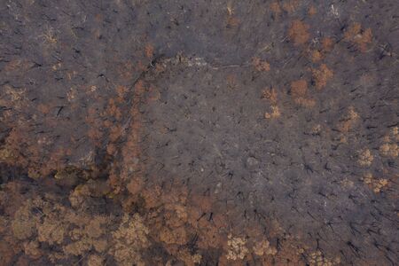 Aerial view of severely burnt Eucalyptus trees after a bushfire in The Blue Mountains