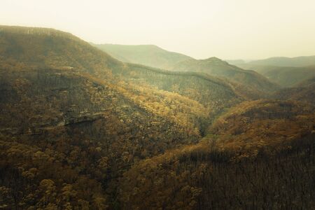 Severely burnt Eucalyptus trees after a bushfire in The Blue Mountains