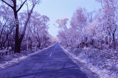 Eucalyptus trees damaged by bushfire in The Blue Mountains in Infraredの写真素材