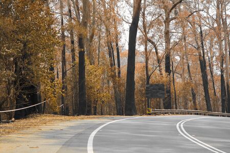 A burnt road sign on a country road amongst severely burnt Eucalyptus trees after a bushfire in The Blue Mountainsの写真素材