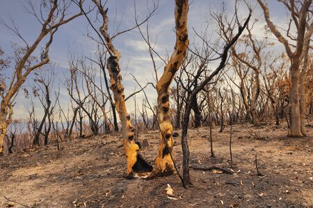 Severely burnt Eucalyptus trees with no leaves after a bushfire in The Blue Mountainsの写真素材