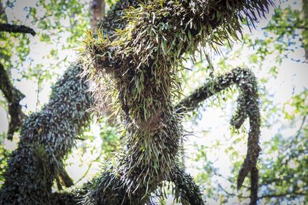 Tree regeneration after the Australian bush firesの写真素材