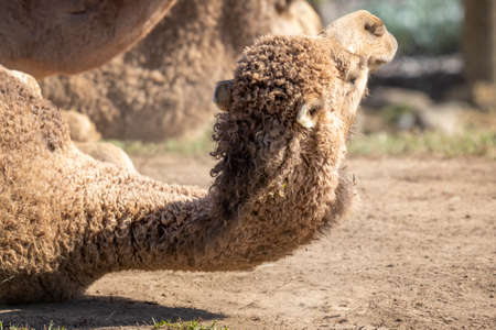 A brown Camel lying on the ground in the dirtの写真素材