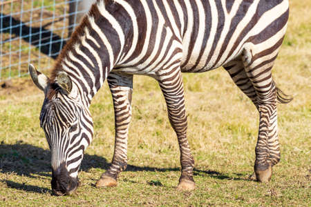 A black and white Zebra eating green grass in an open fieldの写真素材